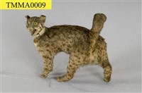 Leopard Cat Collection Image, Figure 6, Total 12 Figures